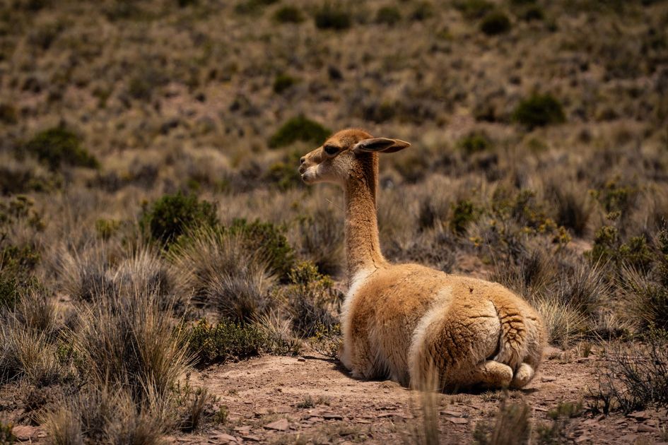 Chalhuanca apuesta por el chaccu de vicuñas como motor turístico y cultural