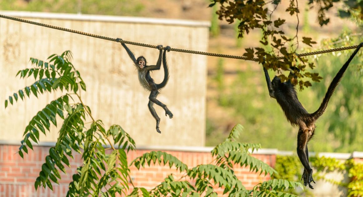 Serfor recupera mono machín en colegio de Juliaca y vicuña en Azángaro