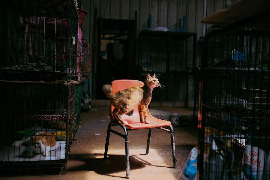 Coatí rescatado en Tacna es trasladado a refugio en Madre de Dios tras irregularidades