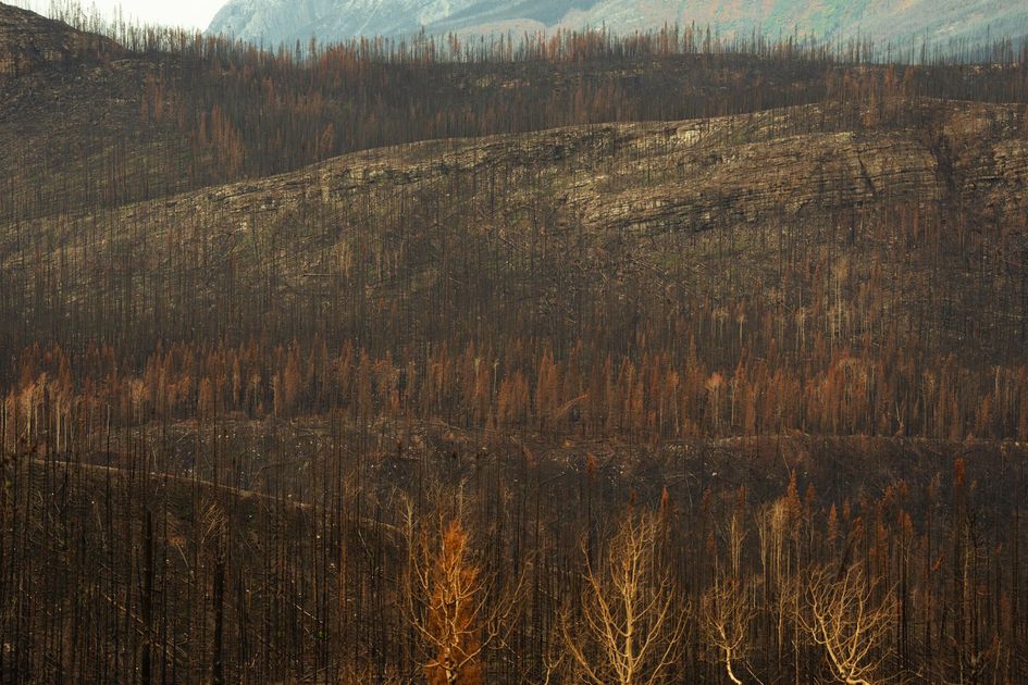 Incendio forestal en Calapuja, Puno: Afecta 1500 hectáreas y deja tres heridos
