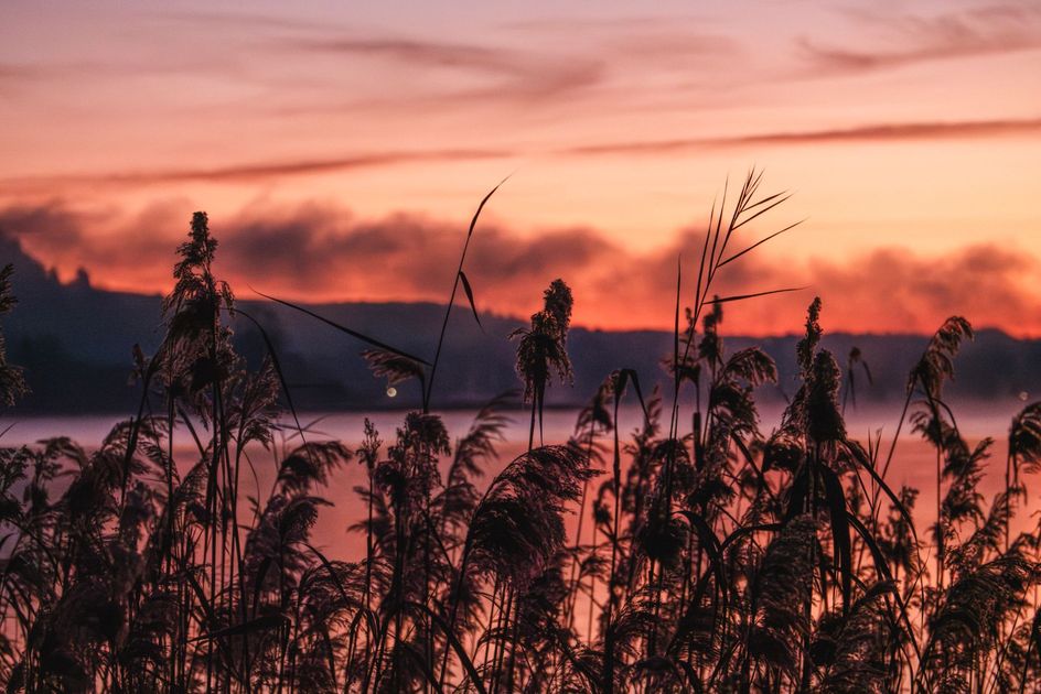 Incendio destruye totorales del lago Titicaca en Puno