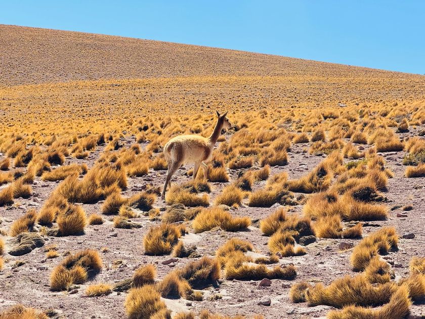Arequipa: Tres asociaciones de Castilla venden 1525 kilos de fibra de vicuña por más de S/ 2.3 millones
