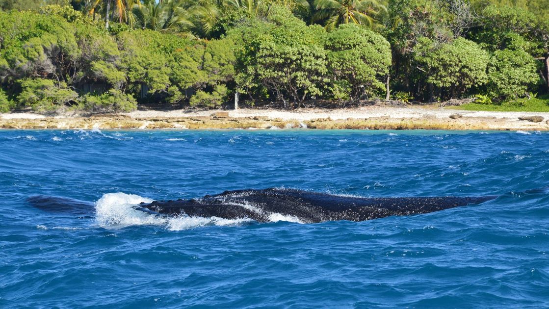 Ballena varada agoniza en playa Motobomba, Islay: intentos fallidos por devolverla al mar
